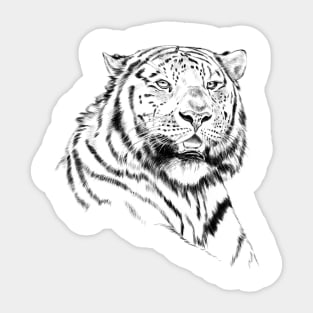 Amur Tiger Portrait Black and White Sticker